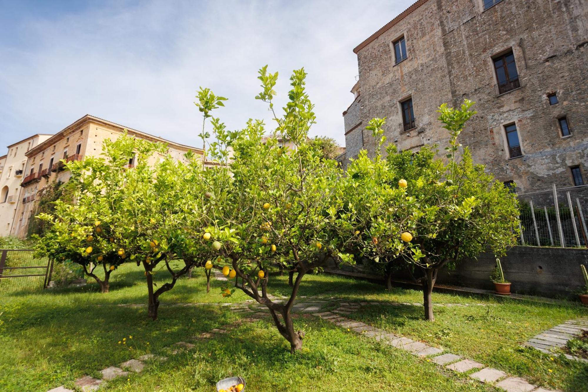 The Lemon Tree House Appartement Scalea Buitenkant foto