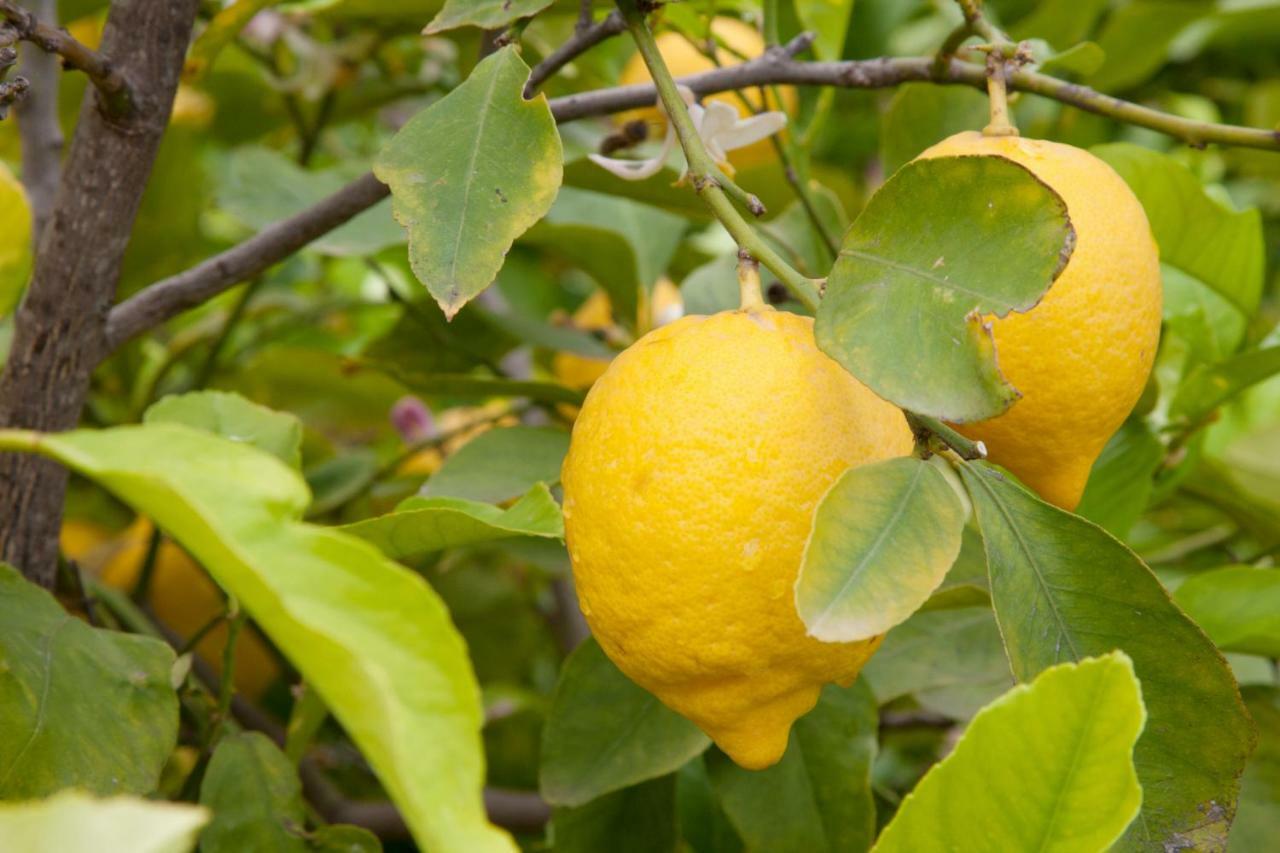 The Lemon Tree House Appartement Scalea Buitenkant foto